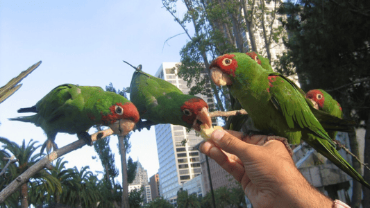 Top 5 Places to Spot America’s Wild Parrots