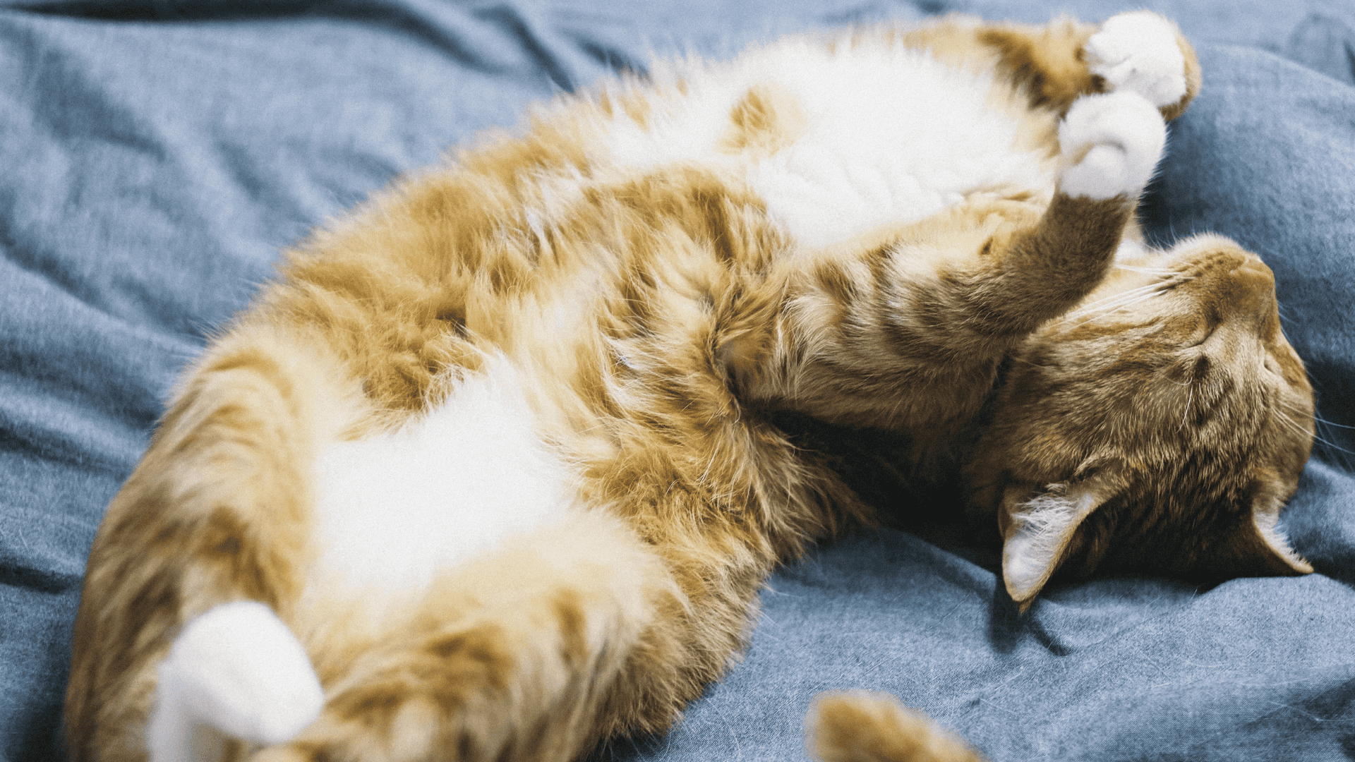 Orange tabby cat lying down