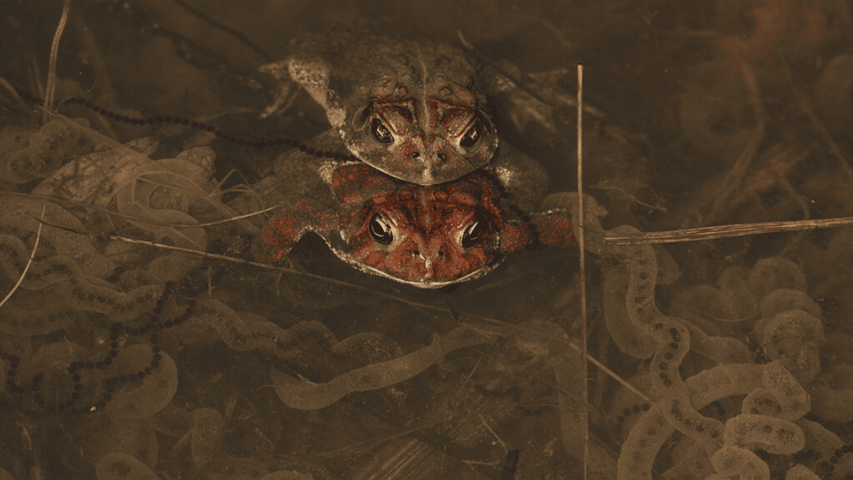 American Toad, Mason Neck, Virginia.