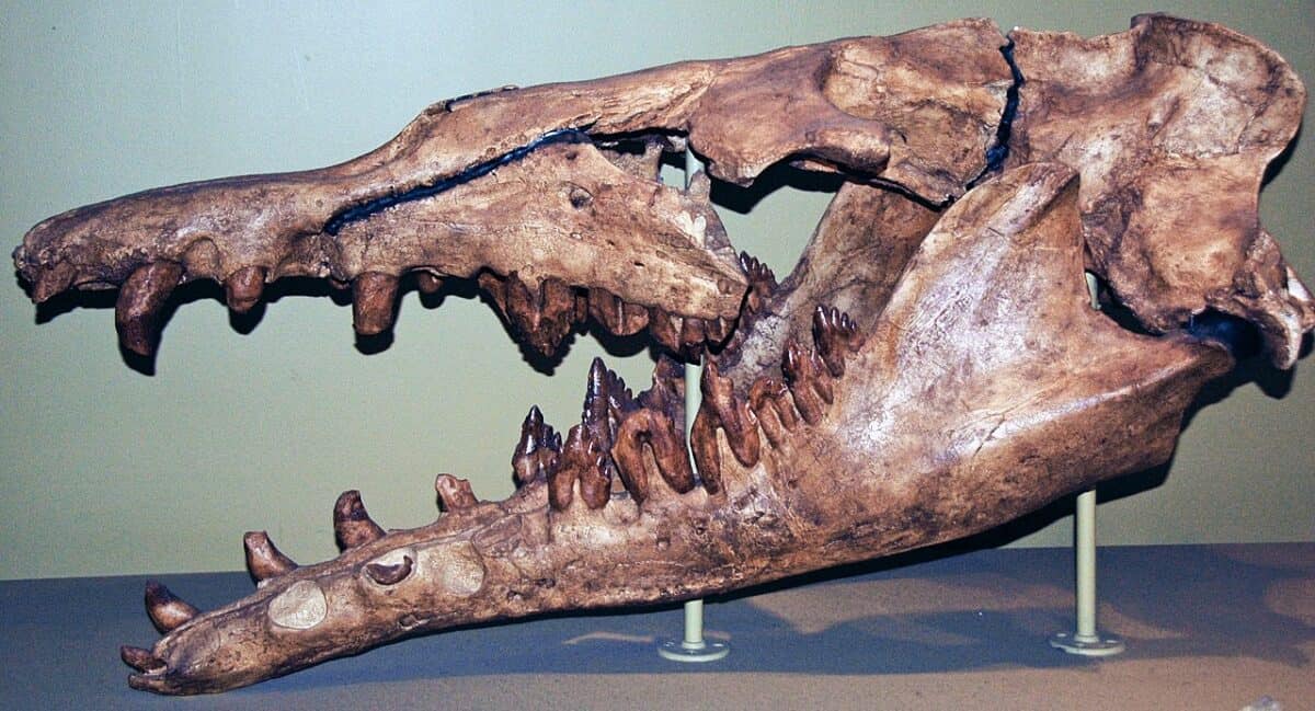 Basilosaurus sp. - fossil whale skull (cast) from the Eocene of Egypt. (public display, Field Museum of Natural History, Chicago, Illinois, USA).