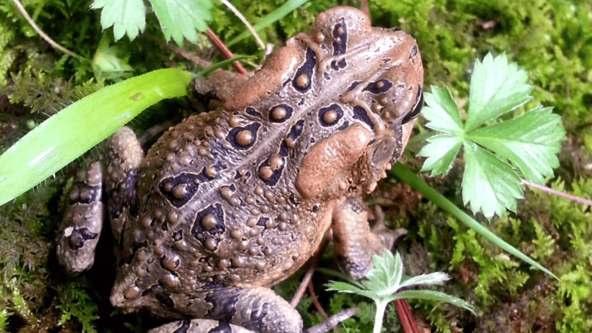 American toad top view