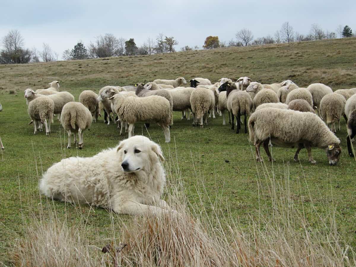 A shepherd dog keeping a watchful eye over a flock of sheep.