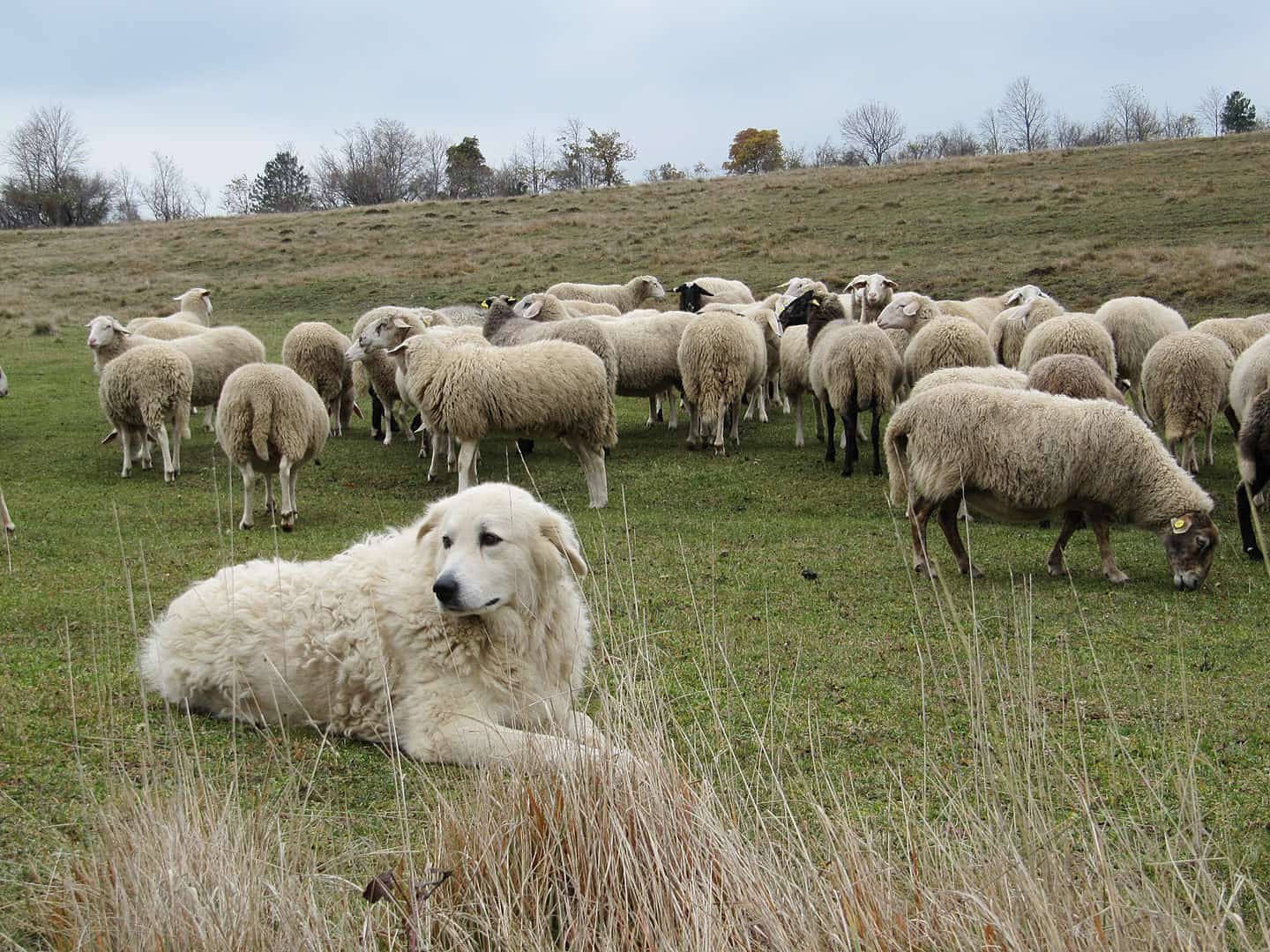 A shepherd dog keeping a watchful eye over a flock of sheep.