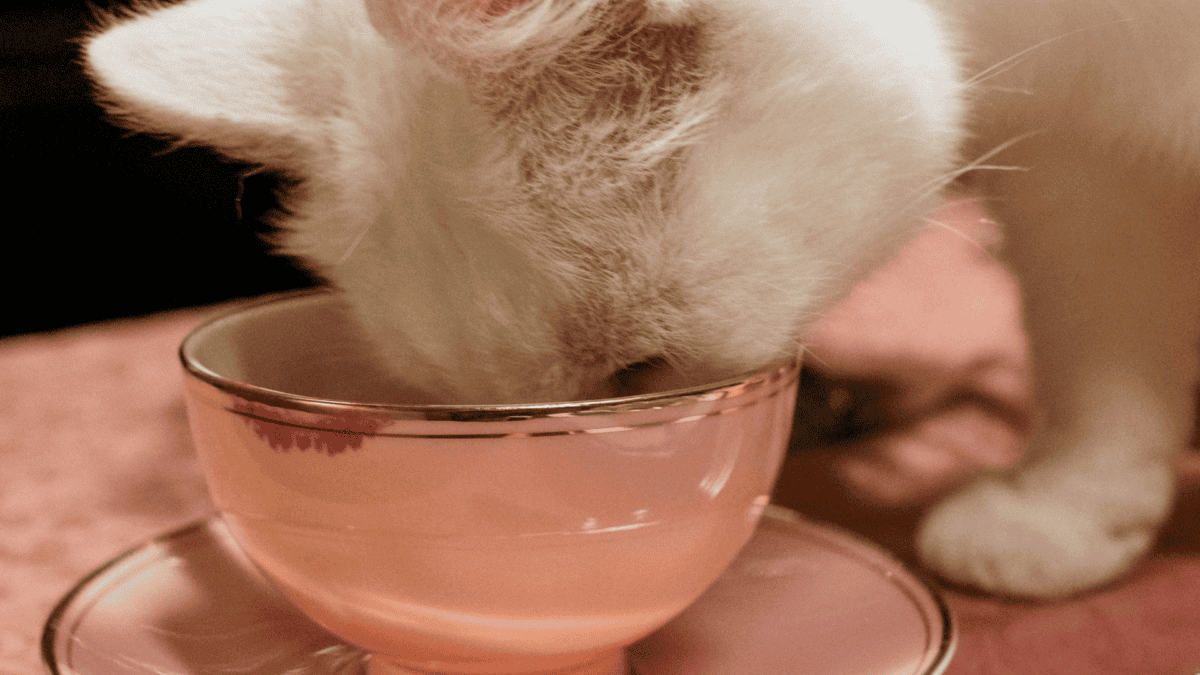 White cat drinking from teacup