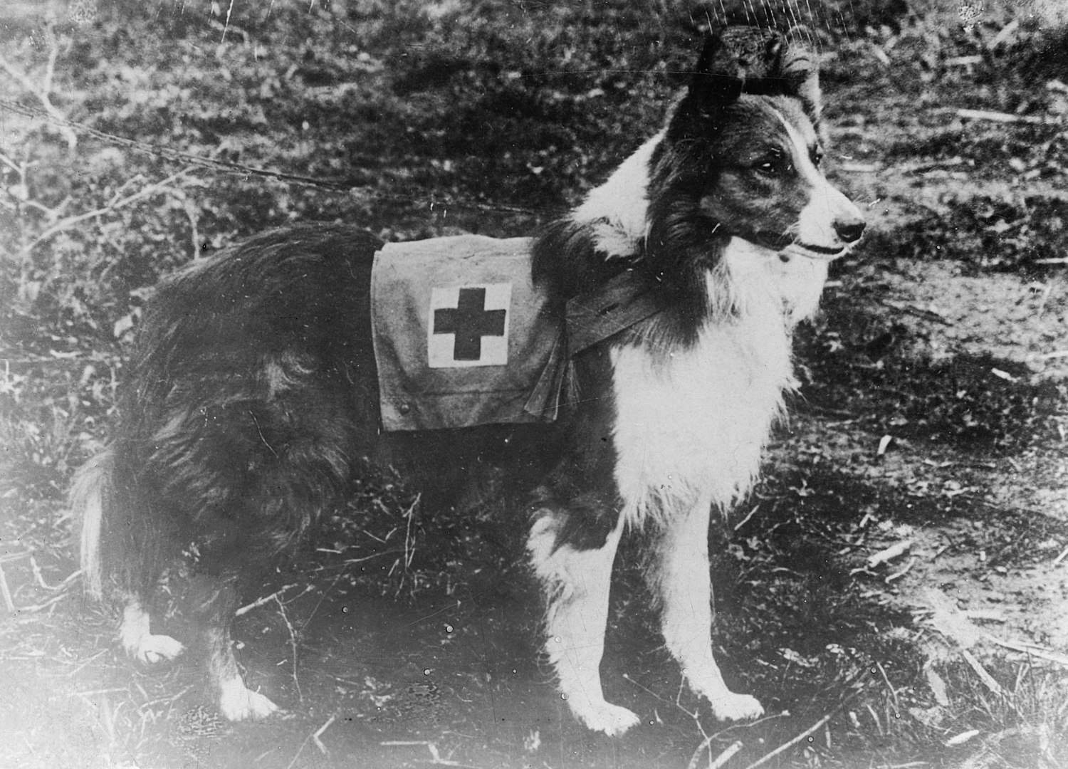A vintage picture of a border collie wearing a red-cross vest.