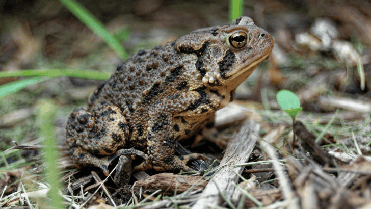 The Incredible Lifecycle of the American Toad