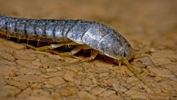 A close up of a silverfish.