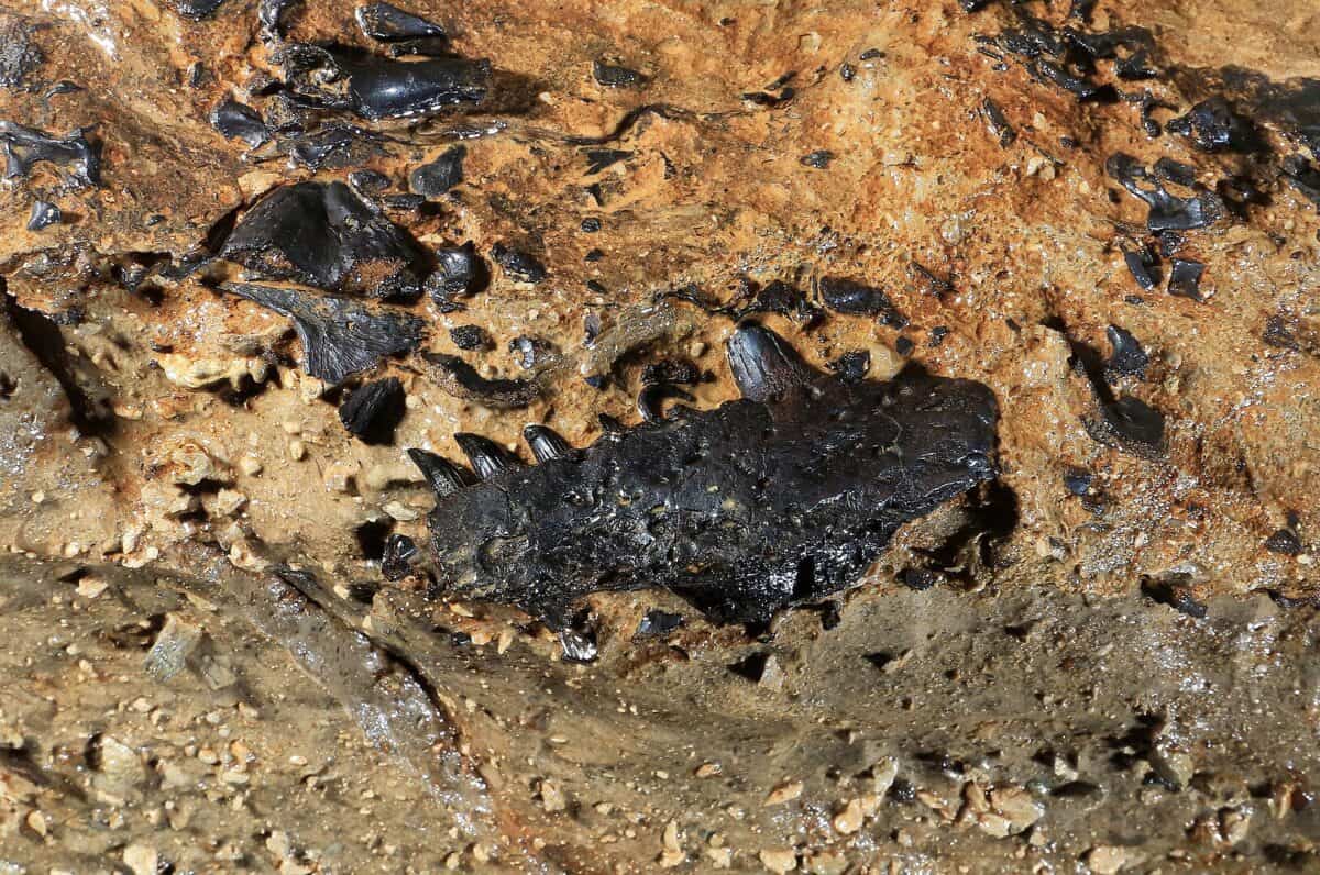 A tetrapod fossil​ (some of the first four-legged vertebrates to walk the land)​ bed was found by Alan Grosse on March 2, 2014.