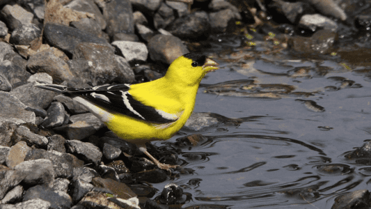 12 Birds That Change Color Seasonally