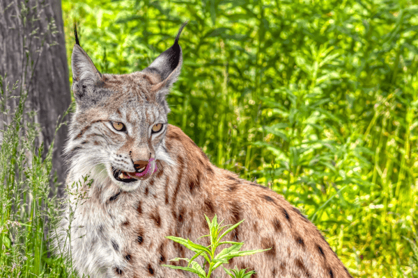 Top 10 Animals And Wildlife In The Alps Animals Around The Globe top-10-animals-and-wildlife-in-the-alps-animals-around-the-globe