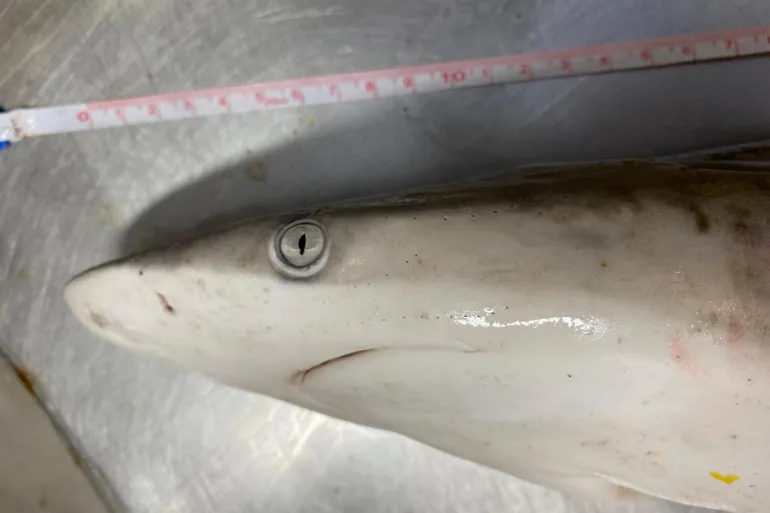 Shocking Findings: Sharks Off Brazil Coast Contaminated with Cocaine