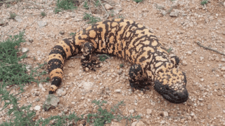 Gila Monster, Arizona