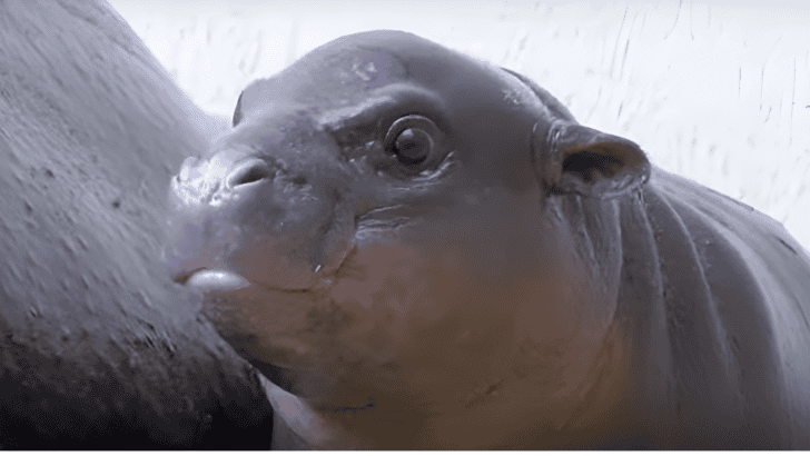 New Pygmy Hippo With Superstar Name Welcomed At Berlin Zoo In Germany
