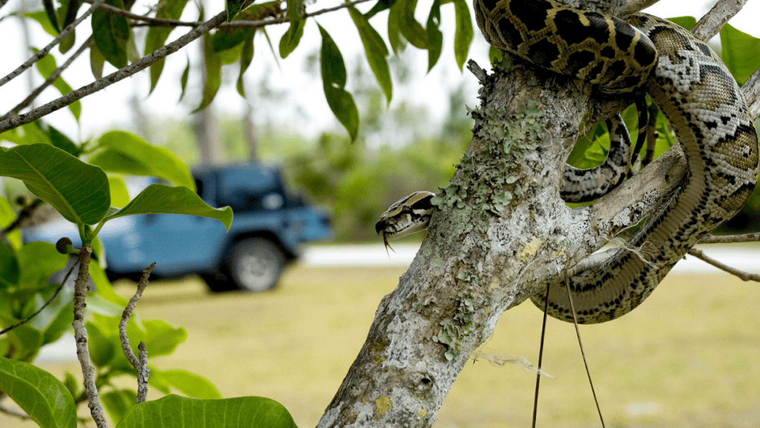 Floridas Python Challenge 2024 - 3 1080x608