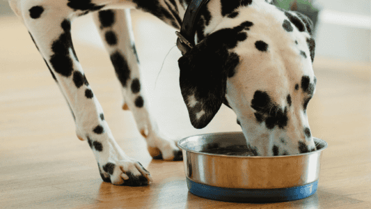 The Right Way to Give Fish Oil to Your Dog