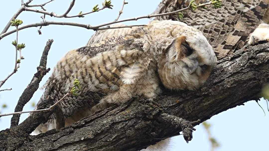 Extraordinary Ways How Some Animals Sleep
