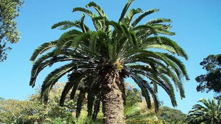 The Loneliest Plant in the World’s Search For a Mate