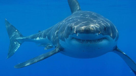 Do Sharks Deserve Their Dangerous Reputation?