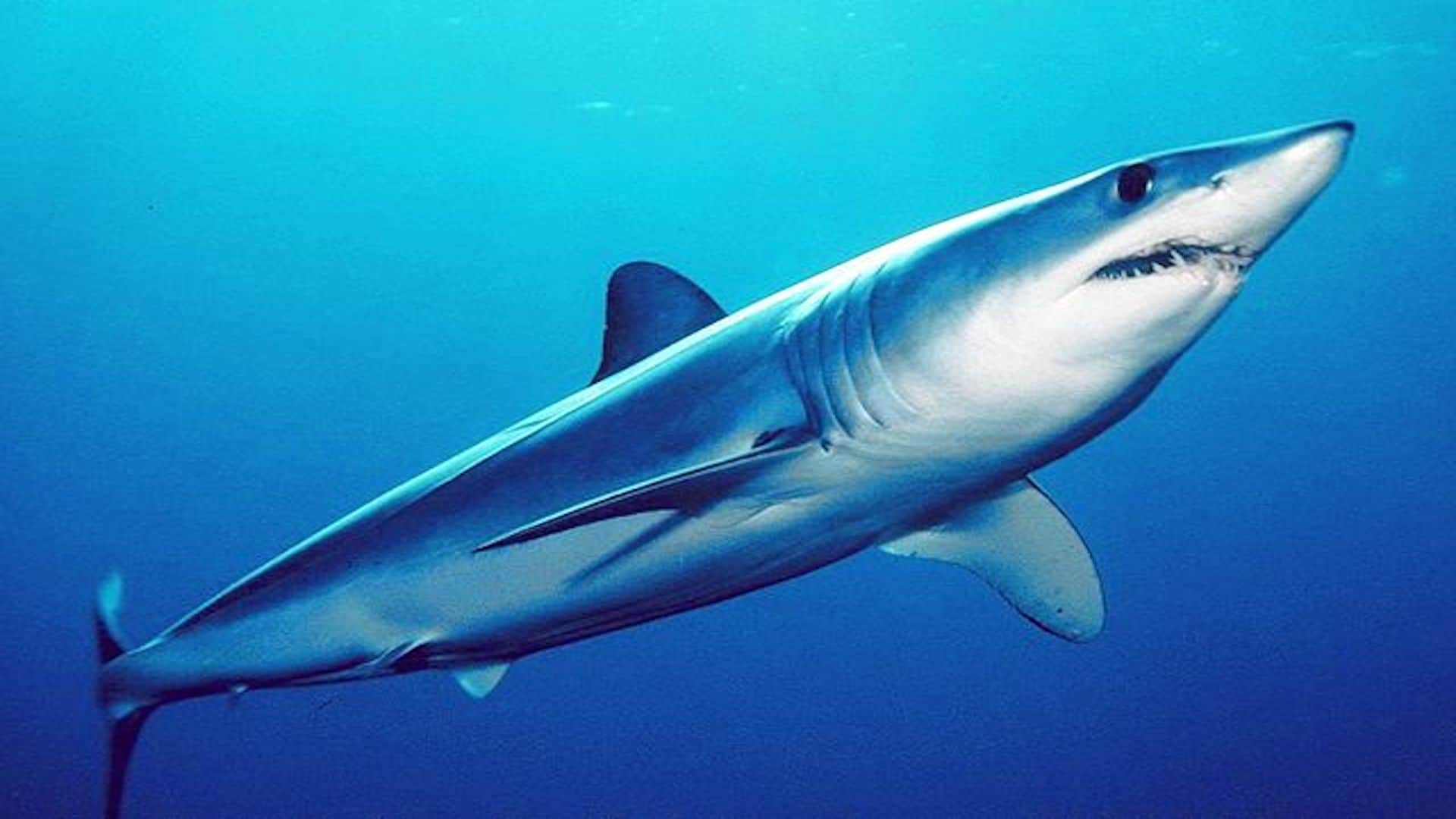 Mako shark.