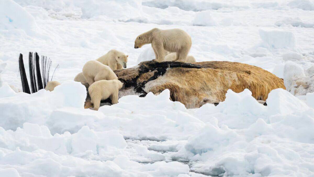 68 Polar Bears Gather in Historical 'Picnic' in Greenland