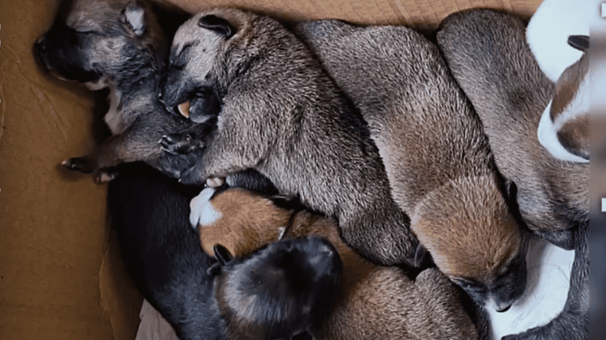 Rescued dog and her 8 puppies get second chance at life.