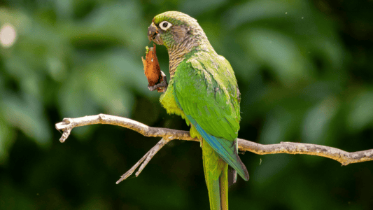 12 Fun Facts About Parrots That Talk