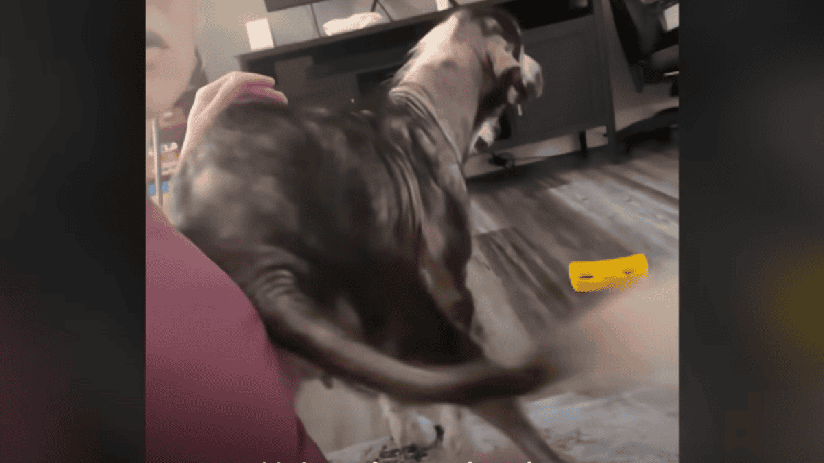 Rescued dog trying to sit on woman's lap.