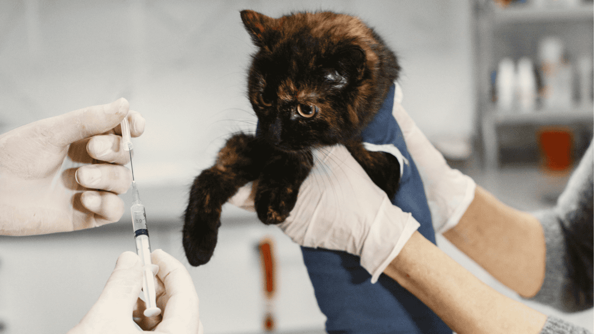 Cat at the vet