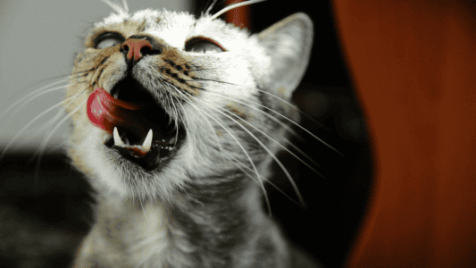 The Right Way to Give Marshmallow Root To Your Cat
