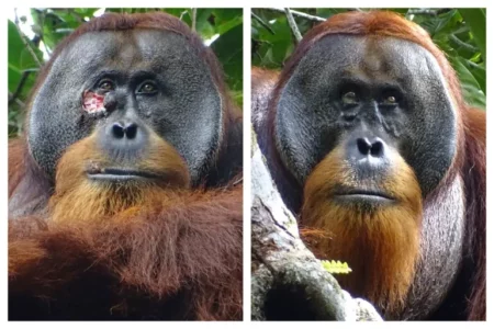 Orangutan Seen Treating Own Wound with Medicinal Plant in the Wild