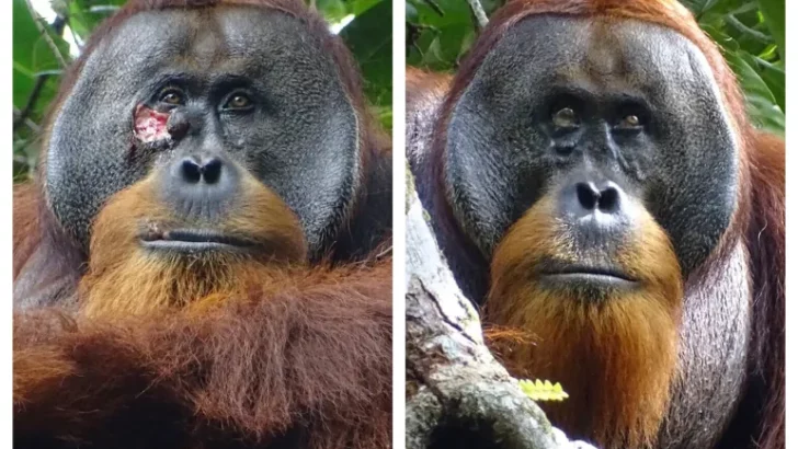 Orangutan Seen Treating Own Wound with Medicinal Plant in the Wild