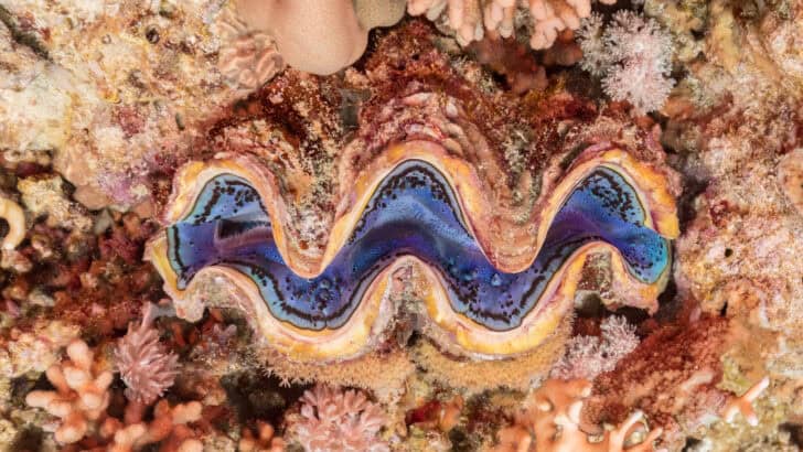 The Largest Clam Ever Dredged Up From U.S. Waters