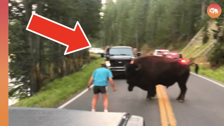 Why You Should Never Approach A Bison in Yellowstone National Park