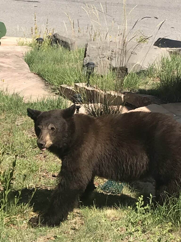 Black bear from New Mexico.