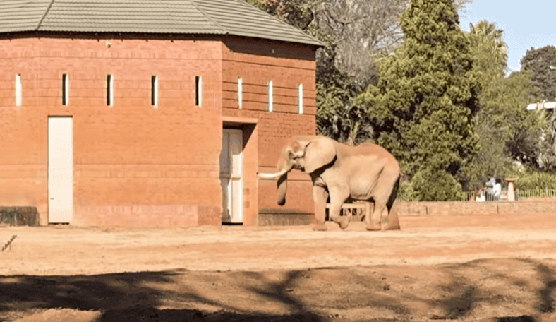Charlie at SA zoo