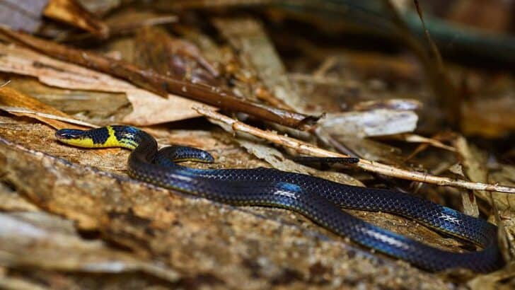 ‘Shy’ Snake Discovered In 1896 Reclaims Its Namesake