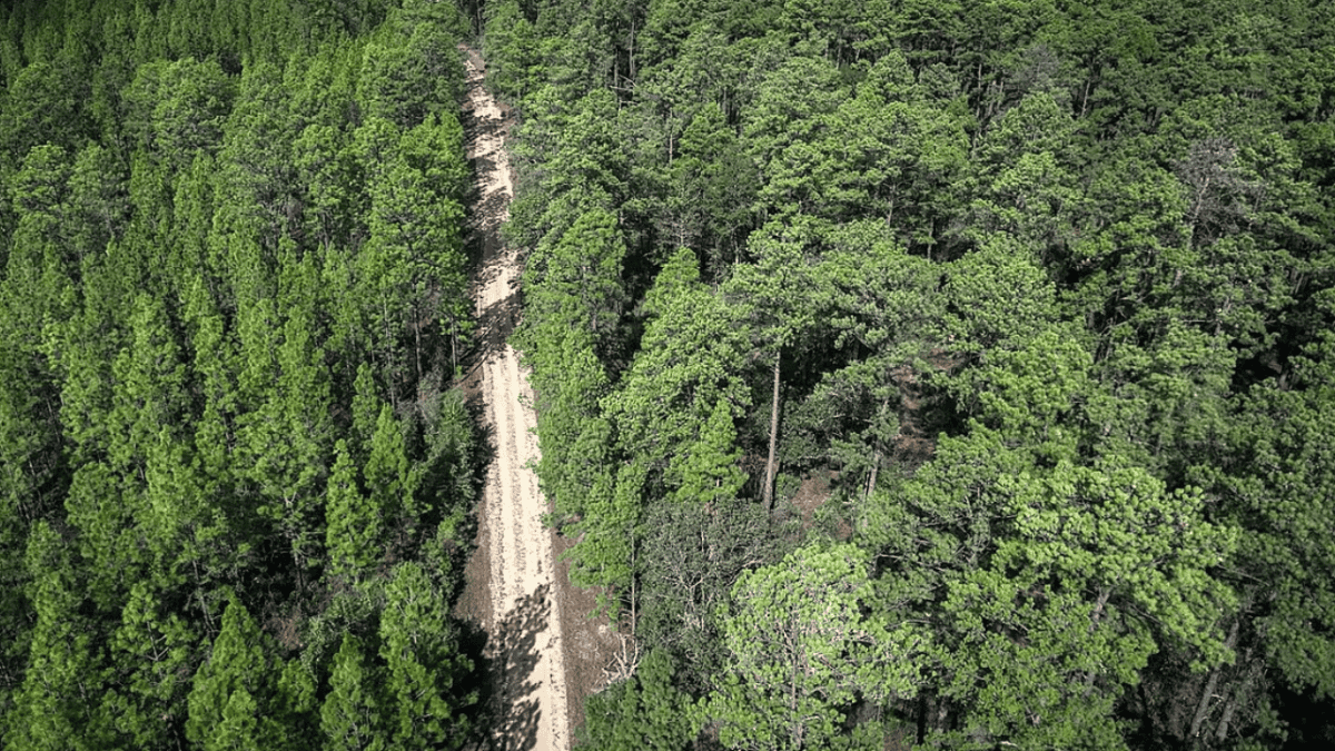 Longleaf pine forest Louisiana