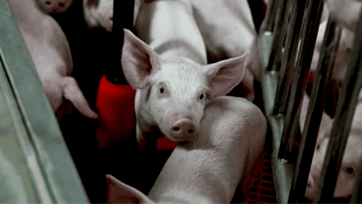 These are the Cleanest Pigs in the World