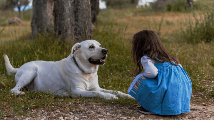 Why Keeping Your Pet’s Coat Healthy Matters and How to Do It