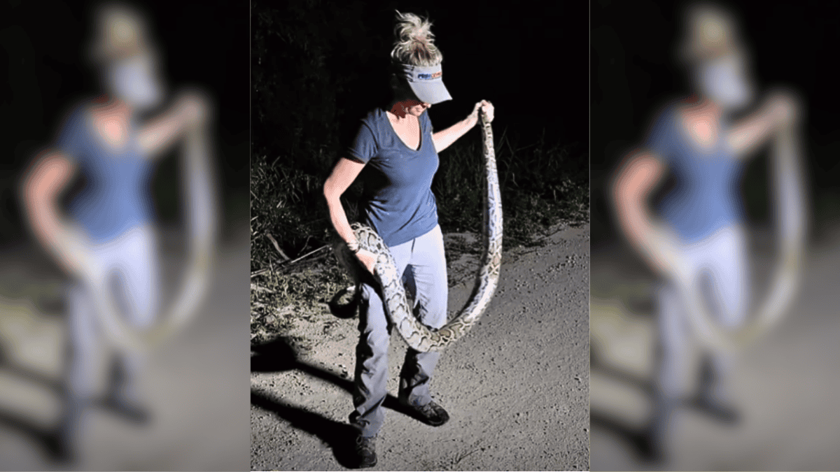 Florida's Python Challenge 2024 Kicks Off in the Everglades - Animals ...