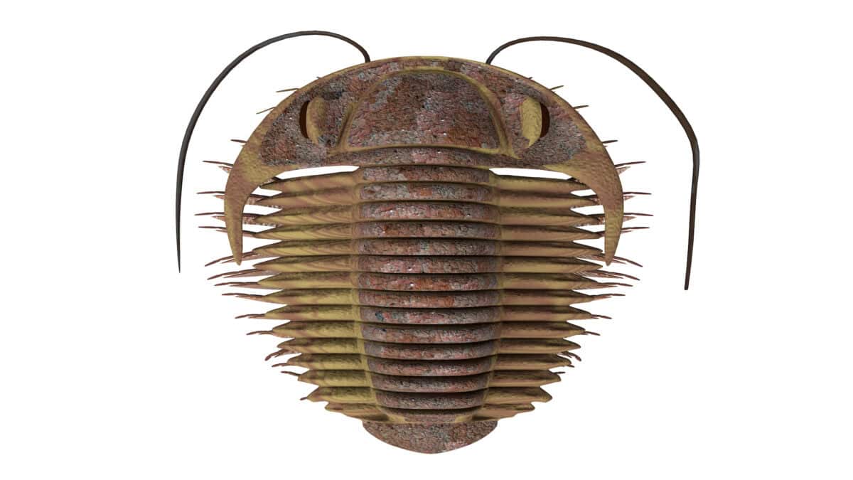 Trilobite lived in the Cambrian seas of Eurasia and North America.