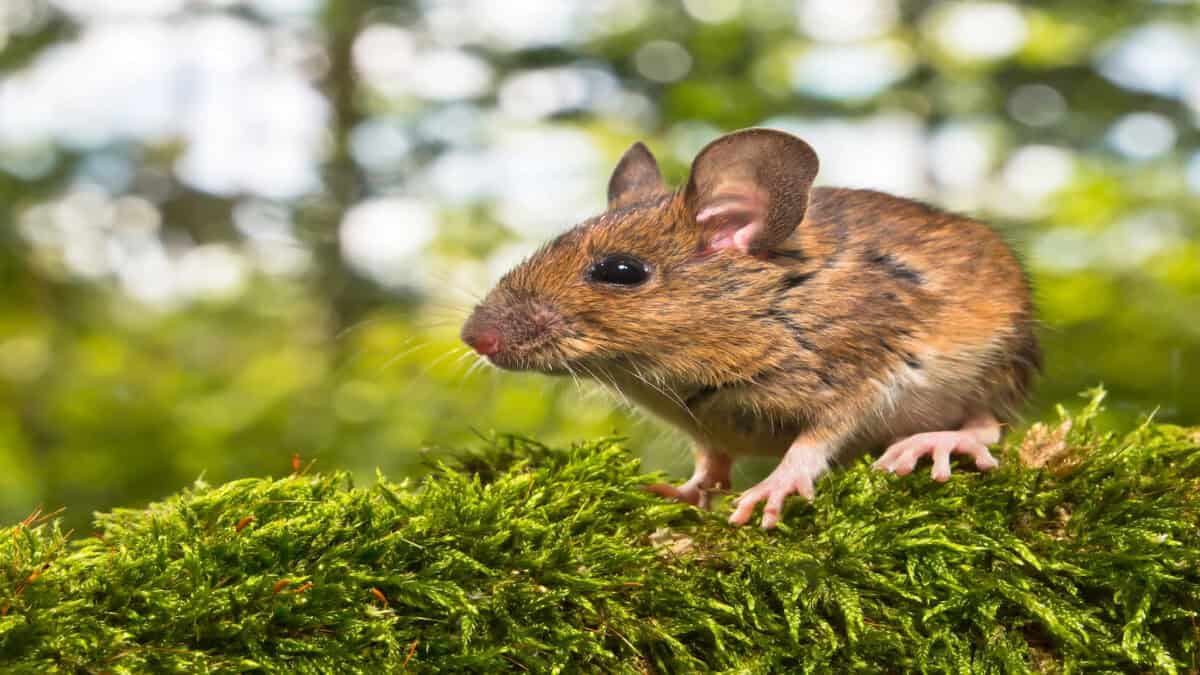Field mouse on the forrest floor.