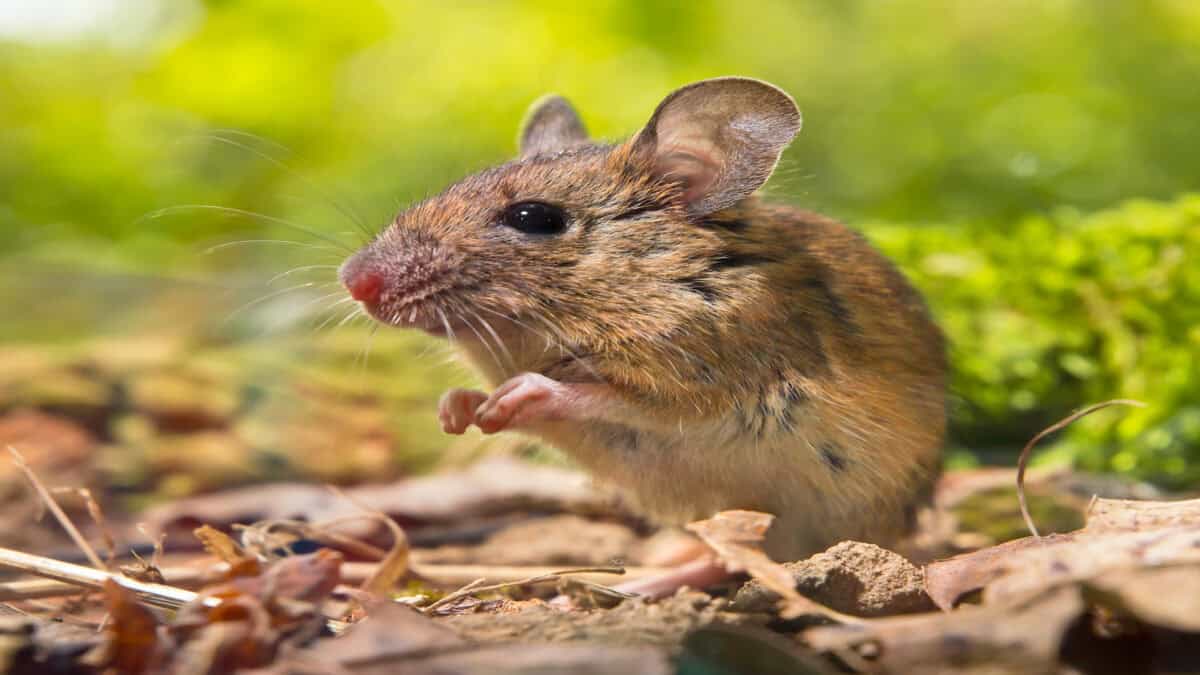 Field mouse on the ground.