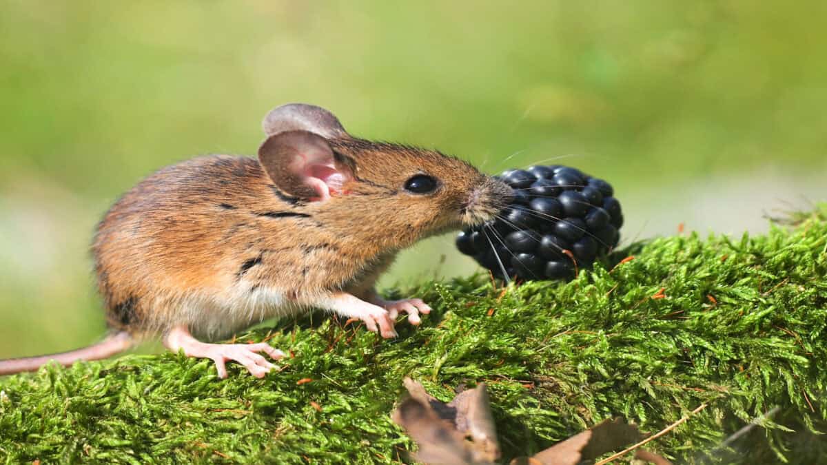 Field mouse eating a blackberry.