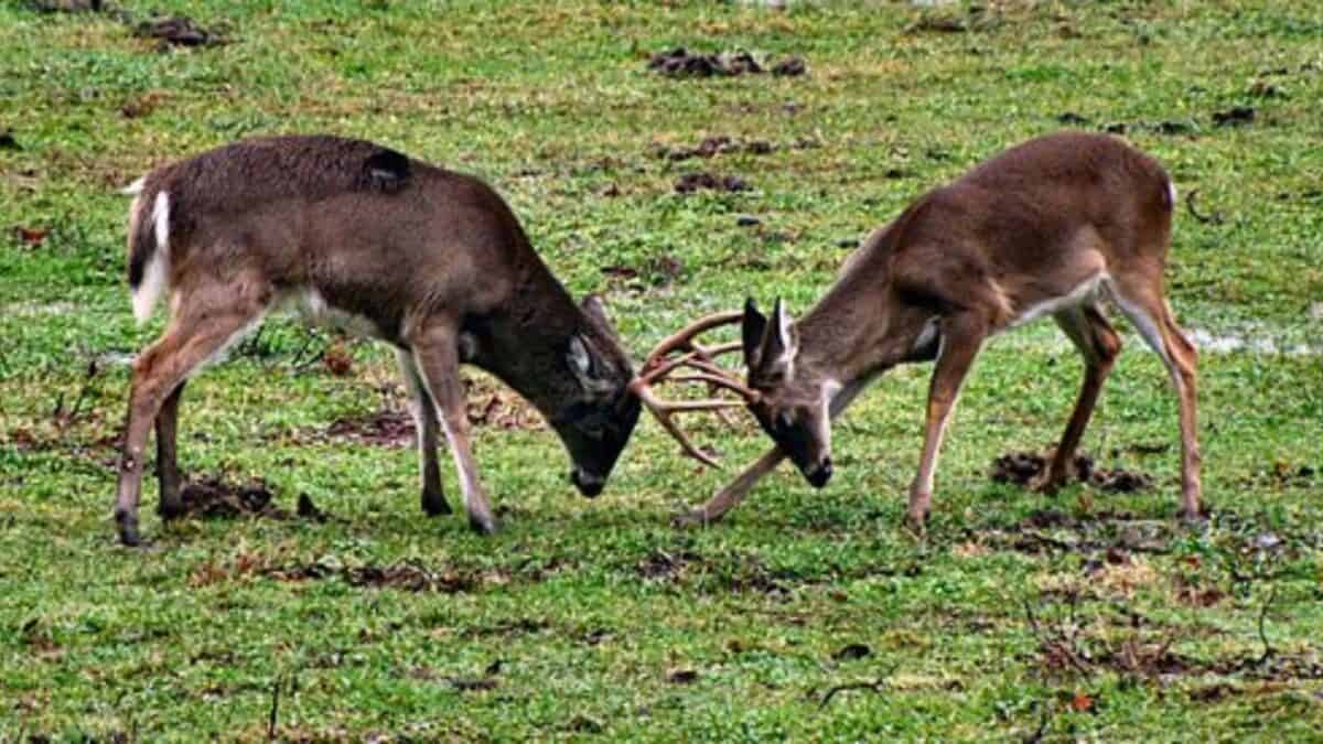 Fighting Deer