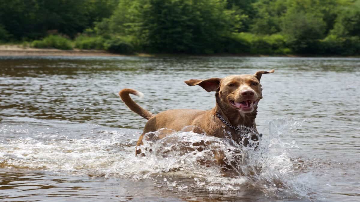 Happy dog playing in the river.