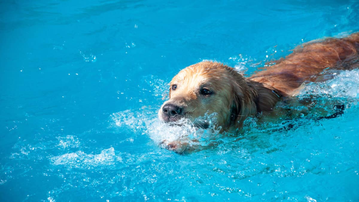 Golden Retriever swimming.