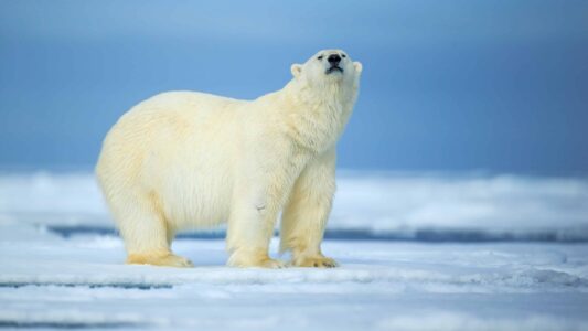 How Polar Bears Survive in One of the Harshest Climates on Earth