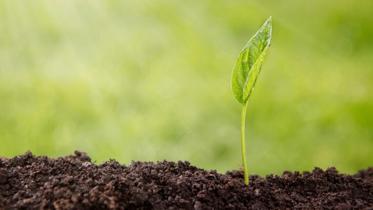 New Concept Aims To Restore 350 Million Hectares of Land by 2030