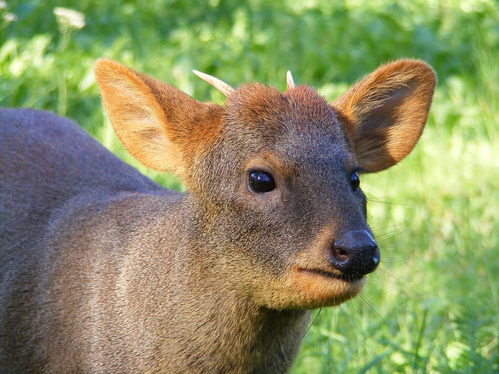 Brown pudu portrait